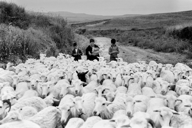 SCUOLA - 1 – Pastori che vanno a scuola, Senis, Sardegna, 1964