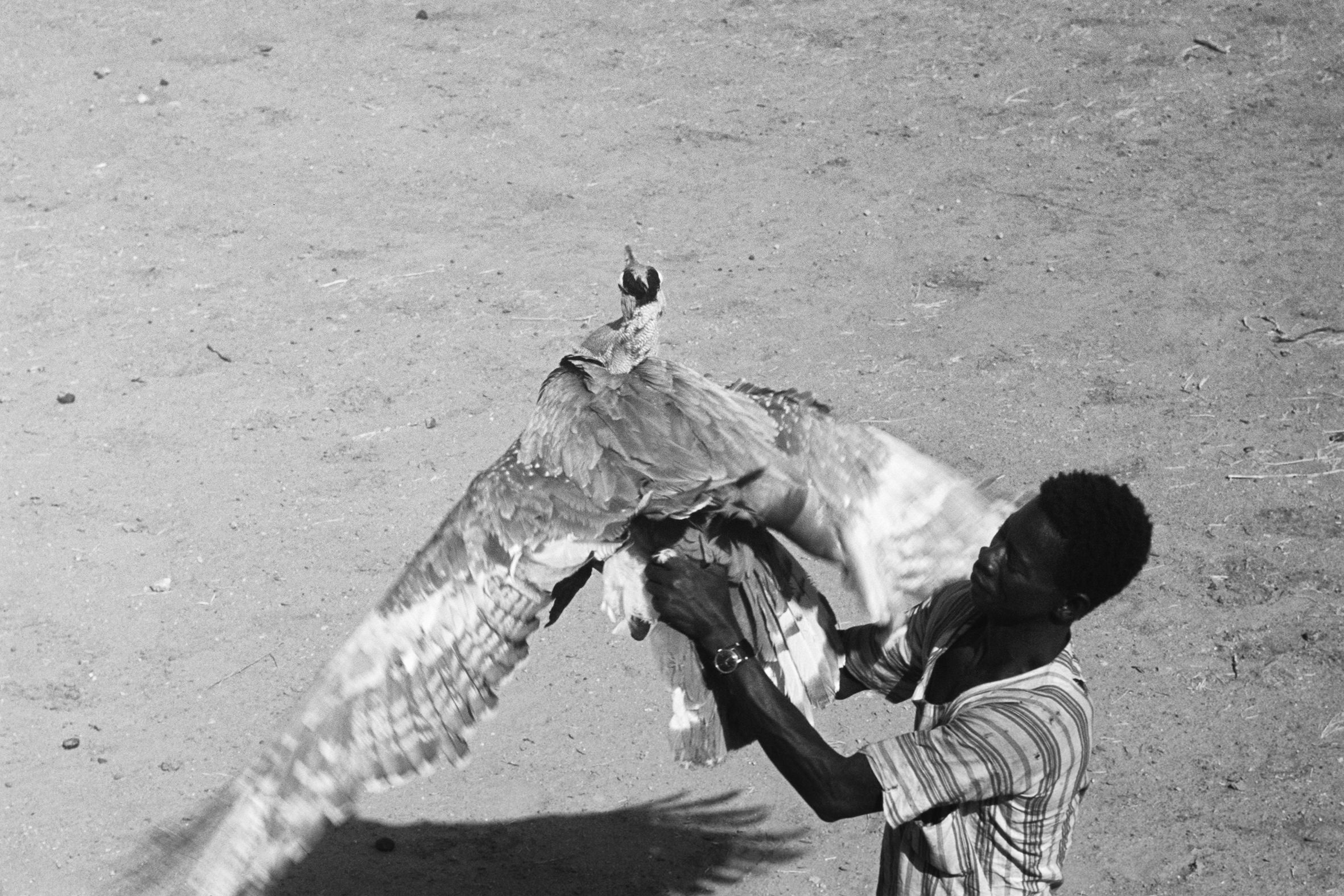 AFRICA - 4 e 4bis – L’addestramento di un falco, Sud del Sahara, anni ‘70